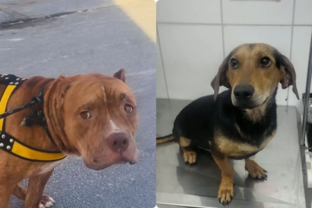 Design semPitbull e cão vira-lata resgatados após denúncia de maus-tratos e acolhidos pelo projeto Patas com Propósito GO nome - 2026-10-26T185241.821