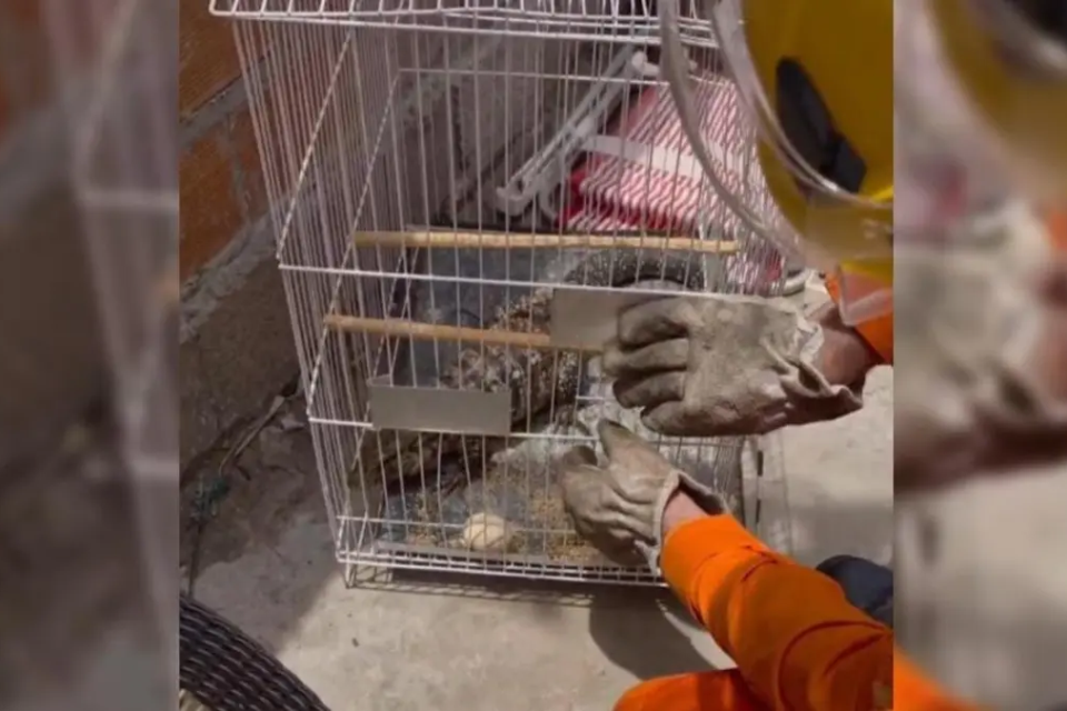 Teiú capturado dentro de gaiola - (Foto: reprodução/Corpo de Bombeiros)