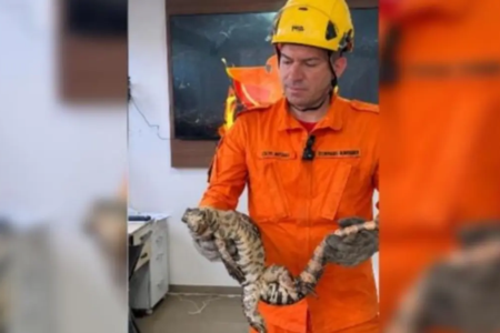 Bombeiro segurando teiú resgatado - (Foto: reprodução/Corpo de Bombeiros)