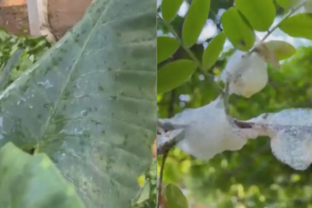 Pequenas cigarrinhas se alojam nas árvores e produzem essa "chuva" durante o período de calor em Goiânia (Foto: Sinésio Dioliveira)