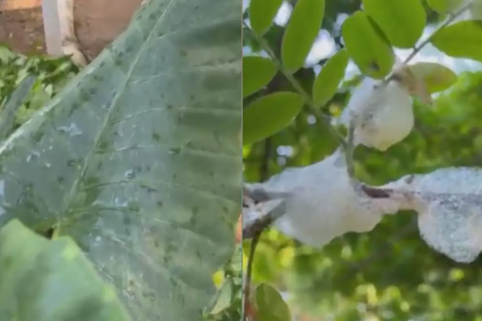 Pequenas cigarrinhas se alojam nas árvores e produzem essa "chuva" durante o período de calor em Goiânia (Foto: Sinésio Dioliveira)