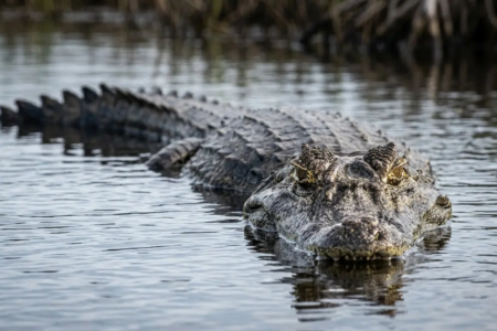 Homem de 71 anos é morto por jacaré de 3,6 metros enquanto pescava; veja fotos Idoso foi arrastado para dentro de lago animal abatido