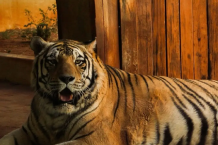 Zoológico de Goiânia