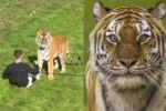 Cenas fortes: tigre que matou homem em zoológico na Inglaterra não será sacrificado Vídeo mostra animal atacando um visitante