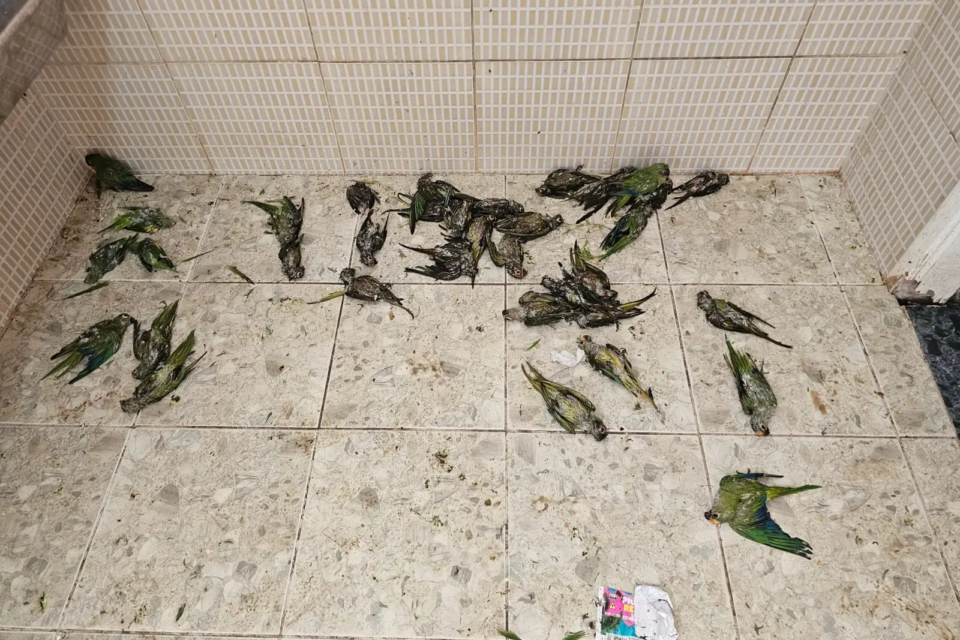Imagem das aves